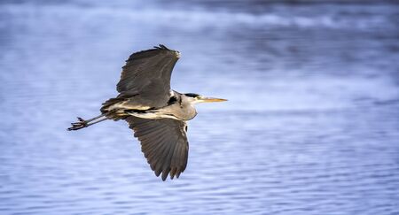 Grey herons flying, flies over the water looking for food, habitat, Ardea cinerea, the best photo.