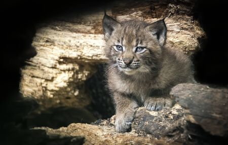 Young Lynx in green forest. Wildlife scene from nature. Running Eurasian lynx, animal behaviour in habitat. Cub of wild cat, Germany. Hunting carnivore in autumn grass. The best photo.の写真素材