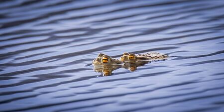 Common water frog Pelophylax kl. esculentus in water, courtship, sound, bloated bags, the best photo.の写真素材