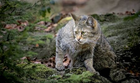 Cute portrait of European wild cat Felis silvestris peeking from behind bushes in natural mountain forest environment, the best photo.の写真素材