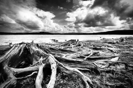 Prisecnice dam in Krusne hory mountains, Roots in the water tank Prisecnice, black and white.の写真素材