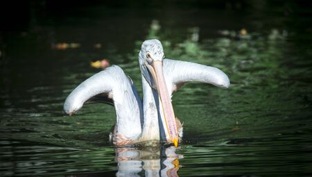 Brown Pelican Pelecanus occidentalis shaking water off feathers with flapping wings, drops of water glitteringの写真素材