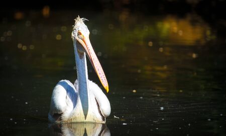 Brown Pelican Pelecanus occidentalis shaking water off feathers with flapping wings, drops of water glitteringの写真素材