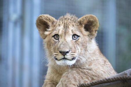The young lion of Berber look majestic dark background., the best photo.の写真素材