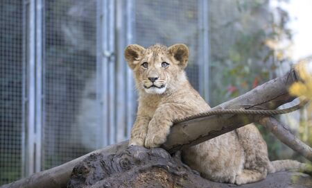 The young lion of Berber look majestic dark background., the best photo.