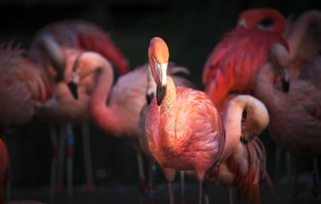 Flamingo bird close-up profile view, beautiful plumage, head, long neg, beak, eye in its surrounding and environment with water background, splashes in water, standing in the grass.の写真素材