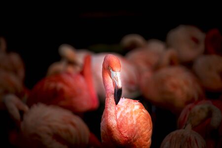 Flamingo bird close-up profile view, beautiful plumage, head, long neg, beak, eye in its surrounding and environment with water background, splashes in water, standing in the grass.の写真素材