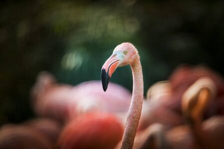 Flamingo bird close-up profile view, beautiful plumage, head, long neg, beak, eye in its surrounding and environment with water background, splashes in water, standing in the grass.の写真素材