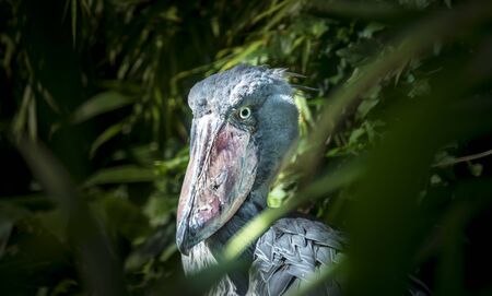 Prague zoological garden. Shoebill Balaeniceps rex standing in high grassの写真素材