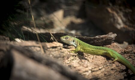 Oestliche Smaragdeidechse, Lacerta viridis, European green lizardの写真素材