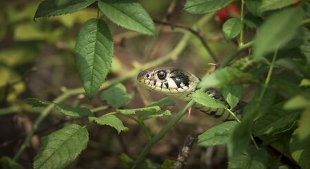 The grass snake Natrix natrix, snake hides in the grass and is on the huntの写真素材