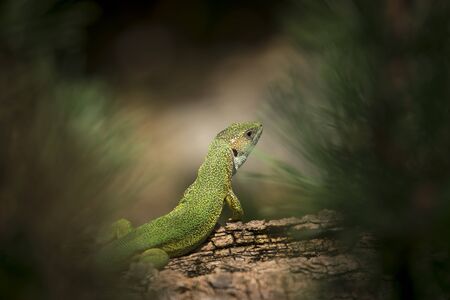 Oestliche Smaragdeidechse, Lacerta viridis, European green lizardの写真素材