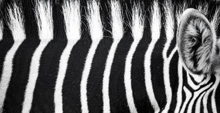 background which the structure of hide of zebra is represented on, the best photoの写真素材