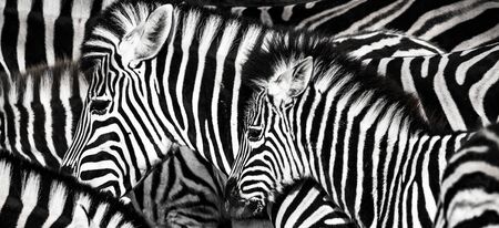 background which the structure of hide of zebra is represented on, the best photoの写真素材