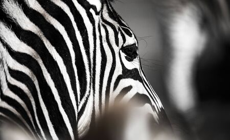 background which the structure of hide of zebra is represented on, the best photoの写真素材