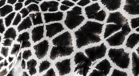 background which the structure of hide of giraffe is represented on, the best photoの写真素材