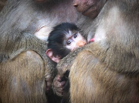 a closeup portrait of a colorful yellow white grey monkey ape sacred baboon Papio hamadryas primate family male female kid baby sitting at the zoo, the best photoの写真素材