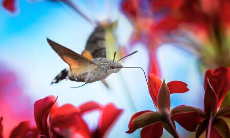 An hummingbird hawk-moth Macroglossum stellatarum feeding nectar from woolly thistle flower., the best photo.の写真素材