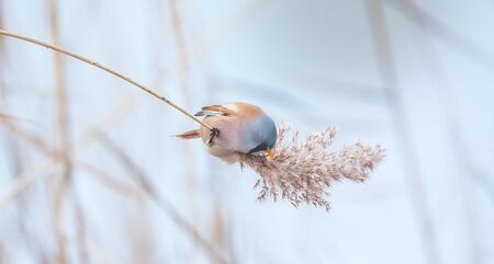 Beautiful nature scene with Bearded Parrotbill Panurus biarmicus. Wildlife shot of Bearded...