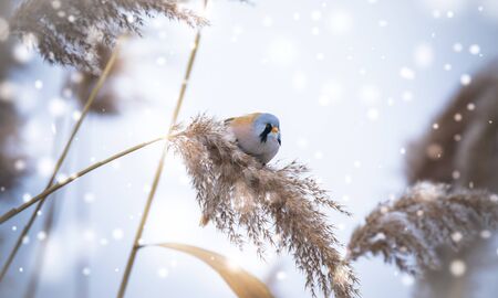 Beautiful nature scene with Bearded Parrotbill Panurus biarmicus. Wildlife shot of Bearded Parrotbill Panurus biarmicus on the grass, winter, sitting on a blade of grass. The best photo.の写真素材