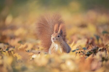 Squirrel sitting in the autumn park sunshine autumn colors on the tree and sitting on the ground in leaves, around is beautiful colorful autumn leaves illuminated by sun rays, the best photoの写真素材