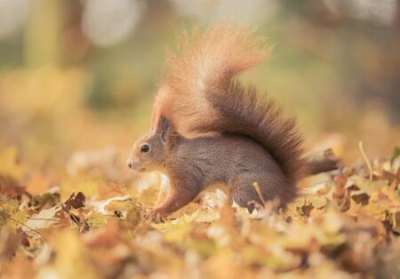 Squirrel sitting in the autumn park sunshine autumn colors on the tree and sitting on the ground in leaves, around is beautiful colorful autumn leaves illuminated by sun rays, the best photoの写真素材
