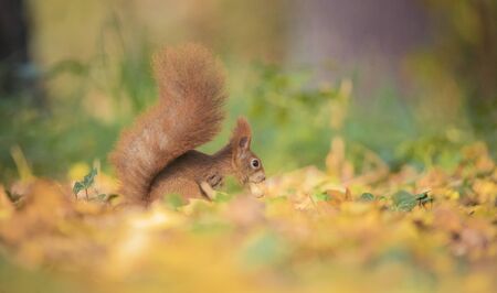 Squirrel sitting in the autumn park sunshine autumn colors on the tree and sitting on the ground in...