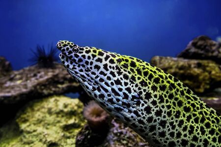 Laced moray Gymnothorax favagineus in the coral reef, the best photo