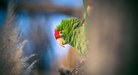 The Cordilleran parakeet Psittacara frontatus portrait in the afternoon light. South American parrot...