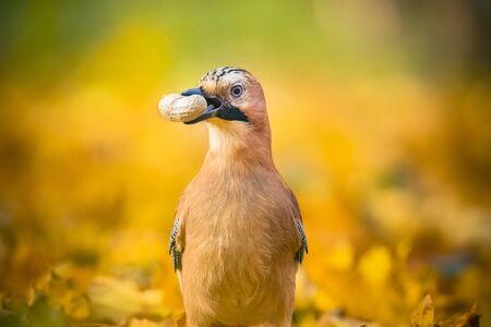Eurasian jay Garrulus glandiarus with a walnut, wildlife scenery, Czech, the best photo