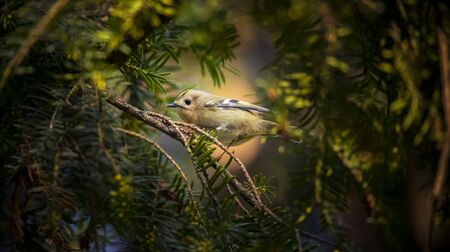 goldcrest sitting on the spruce twig Regulus regulus European smallest songbird in the nature habitat. The goldcrest is a very small passerine bird in the kinglet family. The best photoの写真素材