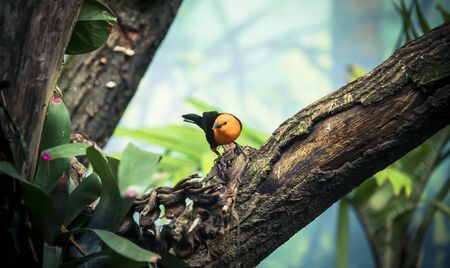 Scarlet-headed Blackbird, Amblyramphus holosericeus, black bird with orange red head in the tropic...