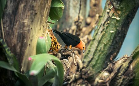 Scarlet-headed Blackbird, Amblyramphus holosericeus, black bird with orange red head in the tropic...