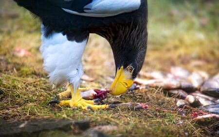 Steller's sea eagle Haliaeetus pelagicus bird of prey eats prey meat eating fish, the best of photo.