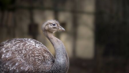 Darwin's rhea Rhea pennata, also known as the lesser rhea, the best photo