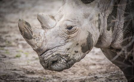 Ceratotherium simum cottoni, Ceratotherium simum simum, Diceros bicornis michaeli, white rhino, are...