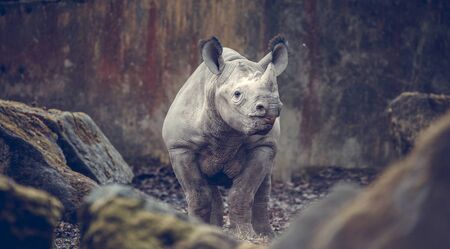 Ceratotherium simum cottoni, Ceratotherium simum simum, Diceros bicornis michaeli, white rhino, are critically endangered species, beautiful and rare animals, the best photoの写真素材