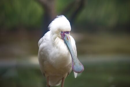 Single African Spoonbill bird in zoological garden, the best photoの写真素材