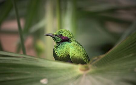 Emerald Starling in a eater artificial. This bird is also known as lamprotornis purpureus, Lamprotornis iris, Merle Metallique, Emerald Starling, Purple Glossy Starling,の写真素材