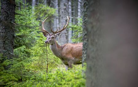 Deer, Cervus elaphus, with antlers growing on velvet.A huge deer in deep spruce forest. Wild animals in spring . The best photo.の写真素材