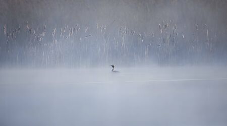 Great Crested Grebe Podiceps cristatus, with beautiful frost coloured water surface. A beautiful...