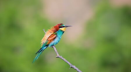 Beauty of birds, portrait of Golden bee eater Merops apiaster sitting on a branch