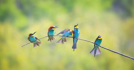 Beauty of birds, portrait of Golden bee eater Merops apiaster sitting on a branchの写真素材
