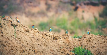 European bee-eaters sitting on clay, hills of sand and guard, the best photoの写真素材