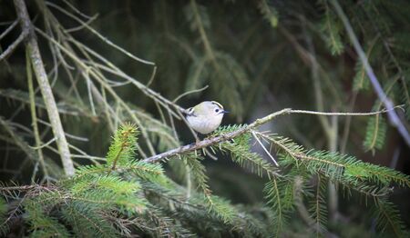 goldcrest sitting on the spruce twig Regulus regulus European smallest songbird in the nature habitat. The goldcrest is a very small passerine bird in the kinglet family. The best photoの写真素材