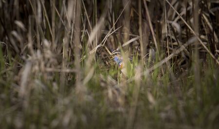 White-spotted bluethroat Luscinia svecica cyanecula on a reed stalk, the best photoの写真素材