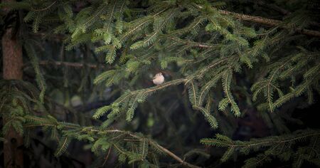 goldcrest sitting on the spruce twig Regulus regulus European smallest songbird in the nature habitat. The goldcrest is a very small passerine bird in the kinglet family. The best photoの写真素材