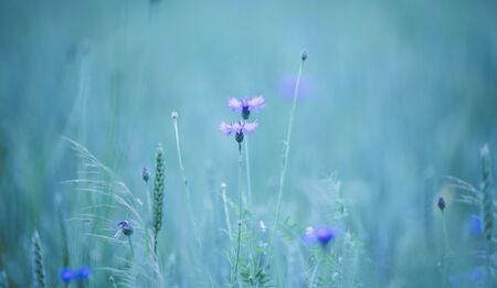 cornflower and red poppy shines in a green field, the best photoの写真素材