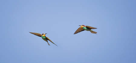 European bee-eaters flies across the sky in pairs, the best photo