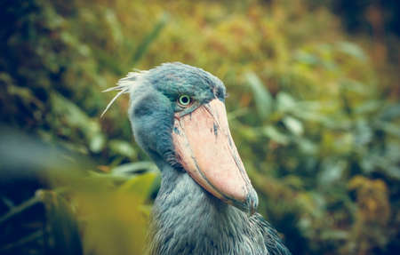 Very rare the shoebill Balaeniceps rex also known as whalehead, whale-headed stork, or shoe-billed...
